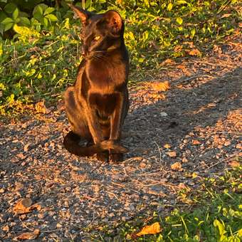Корм для собак Royal Canin 1.5кг полнорационный для взрослых собак мелких пород для снижения веса: отзыв пользователя. Зоомагазин Зоозавр
