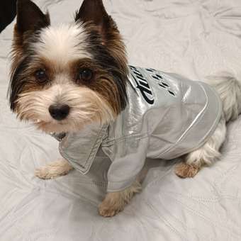 Куртка для собак Зоозавр: отзыв пользователя. Зоомагазин Зоозавр