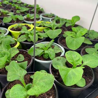 Лоток для обуви Idea в ассортименте М 2281: отзыв пользователя магазина низких цен ЕЩЁ