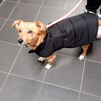 Жилет для собак Зоозавр: отзыв пользователя. Зоомагазин Зоозавр