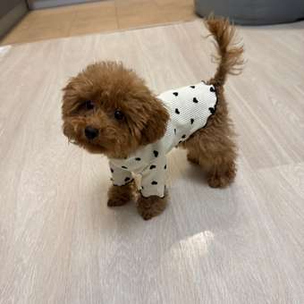 Лонгслив для собак Зоозавр: отзыв пользователя. Зоомагазин Зоозавр