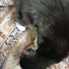 Фото отзыва 10724702