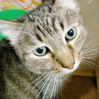 Корм для кошек ROYAL CANIN Hypoallergenic при пищевой аллергии 2кг: отзыв пользователя. Зоомагазин Зоозавр