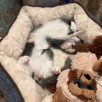 Лежанка для собак Не один дома Зеваки 860019-02BLG2ro: отзыв пользователя. Зоомагазин Зоозавр