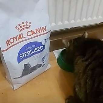 Корм сухой для кошек ROYAL CANIN Sterilised 3.5кг пожилых стерилизованных: отзыв пользователя. Зоомагазин Зоозавр