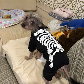 Комбинезон для собак и кошек Зоозавр: отзыв пользователя. Зоомагазин Зоозавр