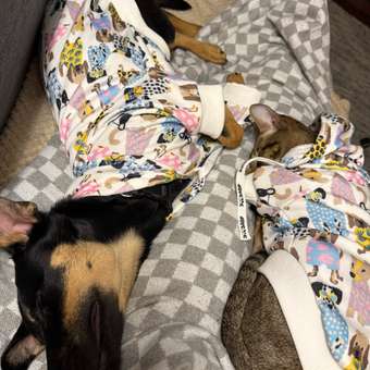 Толстовка для собак и кошек Зоозавр: отзыв пользователя. Зоомагазин Зоозавр