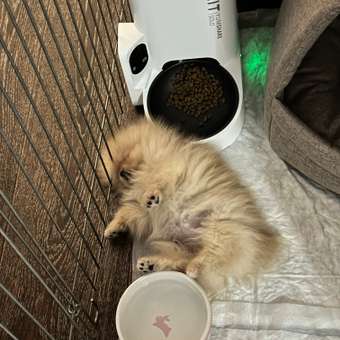 Корм для щенков ROYAL CANIN Junior миниатюрных пород 1.5кг: отзыв пользователя. Зоомагазин Зоозавр