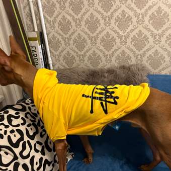 Толстовка для собак PIFPAF DOG: отзыв пользователя. Зоомагазин Зоозавр