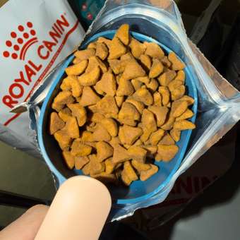 Корм сухой для кошек ROYAL CANIN Sphynx 2кг породы сфинк: отзыв пользователя. Зоомагазин Зоозавр