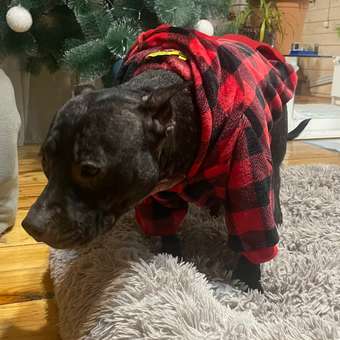 Толстовка для собак Зоозавр красная 60: отзыв пользователя. Зоомагазин Зоозавр