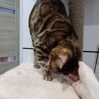 Корм сухой для кошек ROYAL CANIN 400г Бенгальских: отзыв пользователя. Зоомагазин Зоозавр