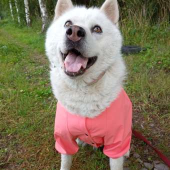 Куртка-дождевик для собак Zoozavr розовый 65: отзыв пользователя. Зоомагазин Зоозавр