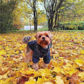 Куртка для собак Zoozavr тёмно-синяя 35: отзыв пользователя. Зоомагазин Зоозавр