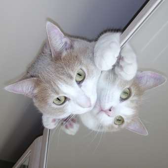 Корм для кошек GRANDORF FRESH Fresh Cat Adult Duck/Sweet Potato 400г свежее мясо утки с бататом беззерн с жив пробиотиками: отзыв пользователя. Зоомагазин Зоозавр