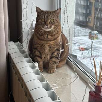 Корм для кошек ROYAL CANIN Veterinary Diet Urinary S/O LP34 Лечение и профилактика МКБ 1.5кг: отзыв пользователя. Зоомагазин Зоозавр