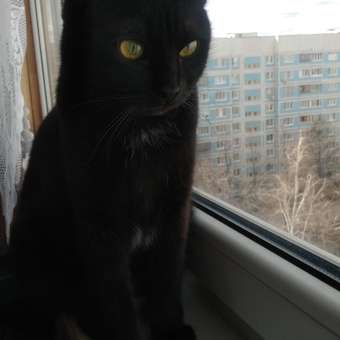 Корм для кошек Carnica 85г полнорационный кусочки в соусе с курицей для привередливых стерилизованных питомцев консервированный: отзыв пользователя. Зоомагазин Зоозавр