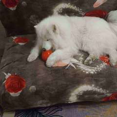 Фото отзыва 10704616