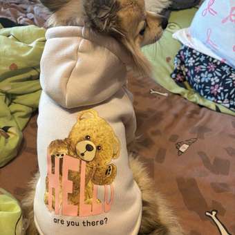 Худи для собак и кошек Зоозавр: отзыв пользователя. Зоомагазин Зоозавр