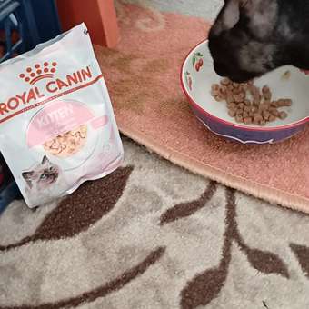 Корм для котят ROYAL CANIN Gastrointestinal kitten при нарушениях пищеварения 350г: отзыв пользователя. Зоомагазин Зоозавр