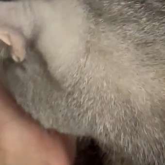 Корм сухой для кошек PRO PLAN DELICATE DIGESTION 400г + 200г с индейкой: отзыв пользователя. Зоомагазин Зоозавр