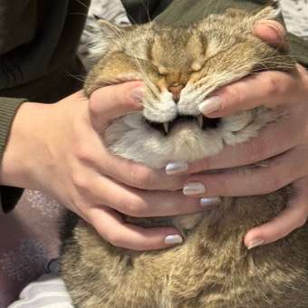 Корм сухой для кошек PRO PLAN DELICATE DIGESTION 3 кг с индейкой: отзыв пользователя. Зоомагазин Зоозавр