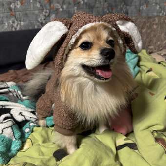 Комбинезон для собак и кошек Зоозавр: отзыв пользователя. Зоомагазин Зоозавр