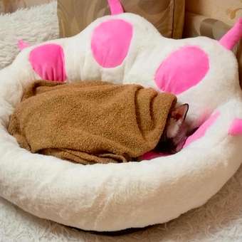 Лежанка Barbaks Мягкая лапка M 55*40*30см: отзыв пользователя. Зоомагазин Зоозавр