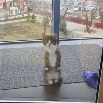 Корм для котят ROYAL CANIN Gastrointestinal kitten при нарушениях пищеварения 350г: отзыв пользователя. Зоомагазин Зоозавр