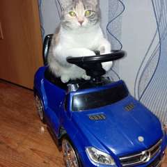 Фото отзыва 10647577