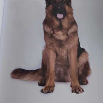 Развивающая Проф-Пресс Главная книга малыша от 0 до 3 лет: отзыв пользователя Детский Мир