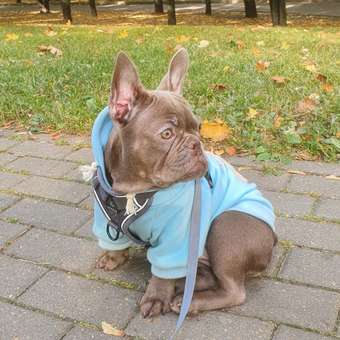 Толстовка для собак и кошек Зоозавр: отзыв пользователя. Зоомагазин Зоозавр