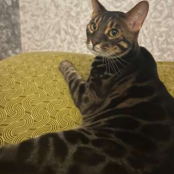 Корм для кошек ROYAL CANIN Neutered Satiety Balance стерилизованных 300г: отзыв пользователя. Зоомагазин Зоозавр