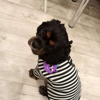 Свитшот для собак и кошек Зоозавр: отзыв пользователя. Зоомагазин Зоозавр