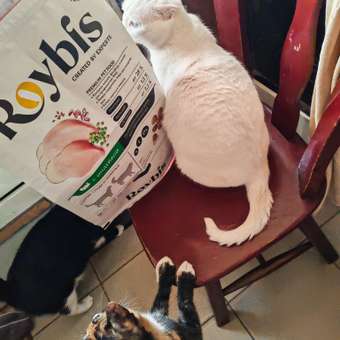 Корм для кошек Roybis 4кг с индейкой полнорационный для взрослых стерилизованных пород: отзыв пользователя. Зоомагазин Зоозавр