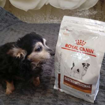 Корм для собак ROYAL CANIN Gastrointestinal low fat мелких пород 1кг: отзыв пользователя. Зоомагазин Зоозавр
