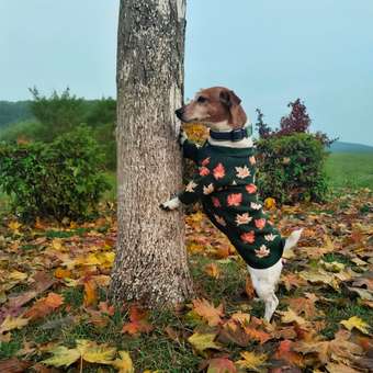 Кардиган для собак и кошек Зоозавр: отзыв пользователя. Зоомагазин Зоозавр