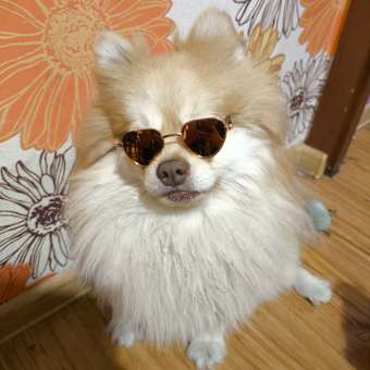 Очки для собак и кошек Зоозавр: отзыв пользователя. Зоомагазин Зоозавр