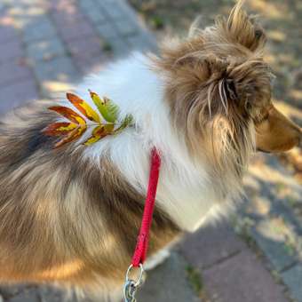 Корм для собак ROYAL CANIN крупных пород до 5 лет 15кг: отзыв пользователя. Зоомагазин Зоозавр