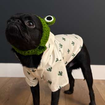 Ветровка для собак Зоозавр: отзыв пользователя. Зоомагазин Зоозавр