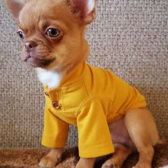 Футболка для собак и кошек Зоозавр: отзыв пользователя. Зоомагазин Зоозавр