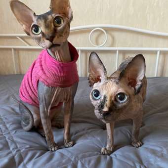 Корм для кошек ROYAL CANIN Neutered Maintenance 85г пауч: отзыв пользователя. Зоомагазин Зоозавр