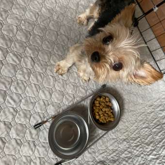 Корм для собак ROYAL CANIN породы йоркширский терьер 500г: отзыв пользователя. Зоомагазин Зоозавр