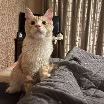 Корм для котят Royal Canin 2кг Maine Coon породы мейн-кун: отзыв пользователя. Зоомагазин Зоозавр