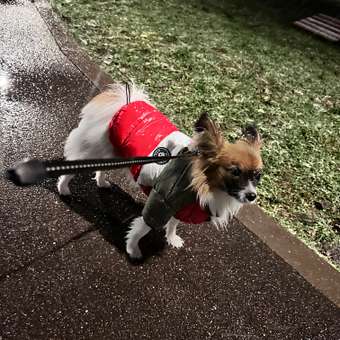 Куртка для собак PIFPAF DOG: отзыв пользователя. Зоомагазин Зоозавр