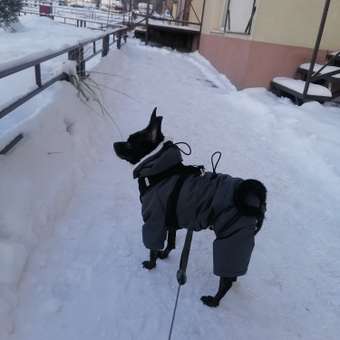Комбинезон для собак и кошек Зоозавр: отзыв пользователя. Зоомагазин Зоозавр