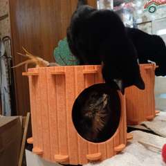 Фото отзыва 11023337