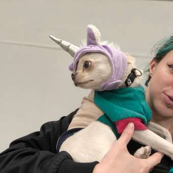 Шапка для собак и кошек Зоозавр: отзыв пользователя. Зоомагазин Зоозавр