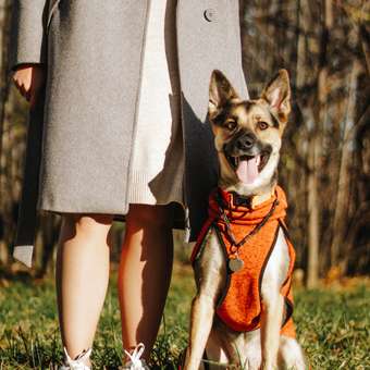 Толстовка для собак ICEPEAK PET 50 Оранжевый 470550872B46550: отзыв пользователя. Зоомагазин Зоозавр
