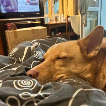 Лакомство для собак LIGHT BITES Пятачки свиные 50г: отзыв пользователя. Зоомагазин Зоозавр